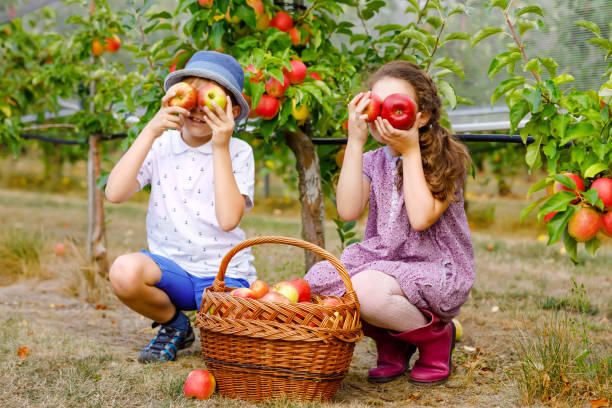 portrait of little girl and kid boy with red apples in organic orchard. happy siblings, children, brother and sister picking ripe fruits from trees and having fun. harvest season for family. - smiling little girls little boys autumn imagens e fotografias de stock
