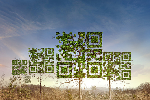 Tree shaped like qrcore in the dry forest background. Technology ,Business and Nature Concept.