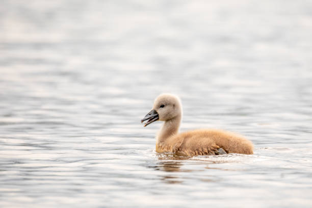 pájaro salvaje cisne mudo en primavera en estanque - cisne blanco comun fotografías e imágenes de stock