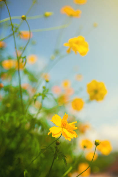 Yellow Cosmos flower and blue sky