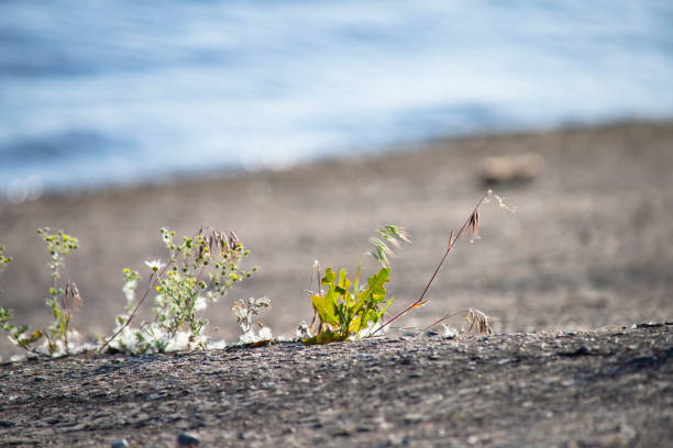 background of summer beach sea and grass, blur