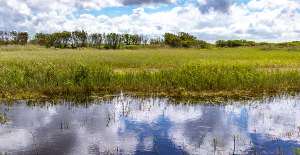 istock Tiny swamp on the island of Ameland 1250400657