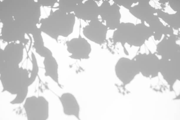 istock shadows of the tree branches on a white wall 1250401220