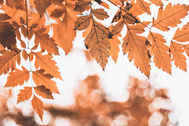 istock autumn scene with orange leaves and blurred brown branches 1250402737