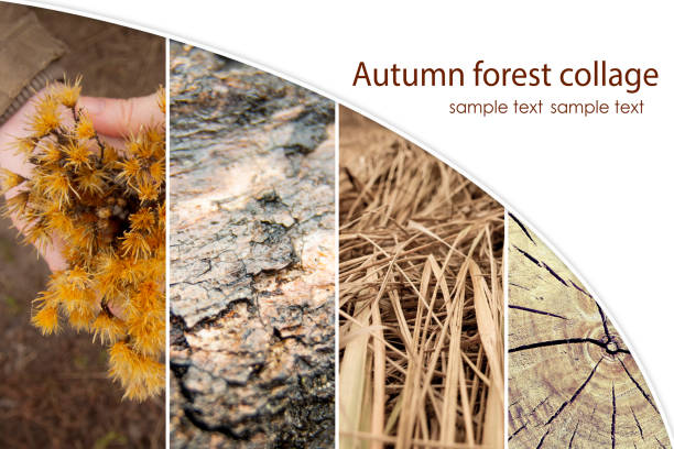 Forest autumn collage with herbs, leaves, branches. Ready-made template for the designer.