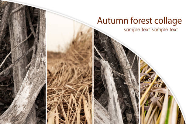 istock Forest autumn collage with herbs, leaves, branches. Ready-made template for the designer. 1250402837