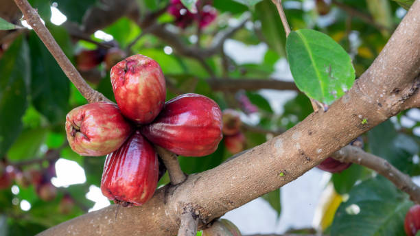 istock Red pomerac rose apple fruit in an orchard. 1250402866