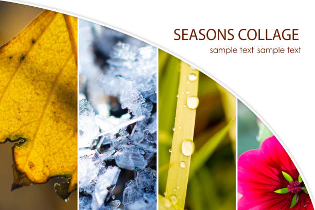 istock Collage showing 4 seasons. Collage with grass, flower, icicles, birch leaf 1250402900