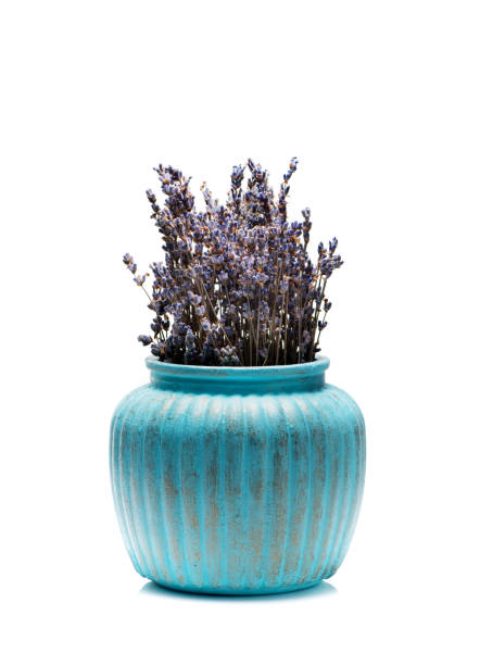 白い背景に花瓶のラベンダーブーケ - lavender dried plant lavender coloured bunch ストックフォトと画像