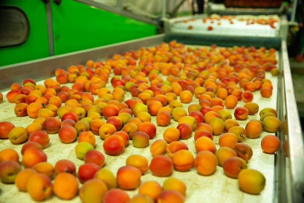 istock Apricots on conveyor line of sorting 1250404031