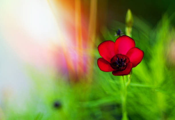 Cosmea summer flower. Cosmos bipinnatus