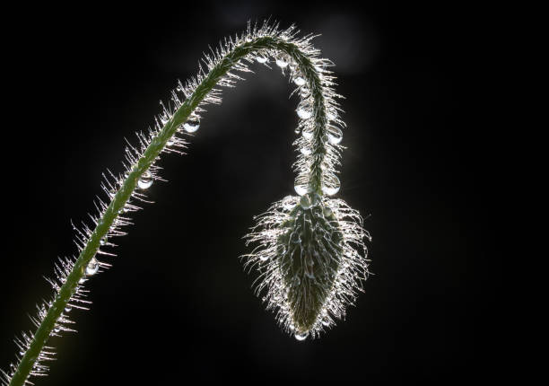 Hanging flower bud of a poppy, with dew against the sun and a dark background