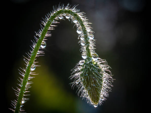 dewdrops em um broto de papoula fechado contra a luz. - poppy bud - fotografias e filmes do acervo