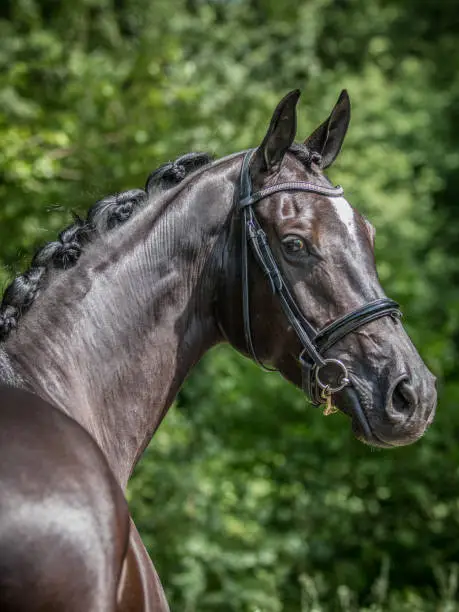 Portrait of a friendly looking Dutch warmblood dressage horse looking to over his shoulder, glamour shot.