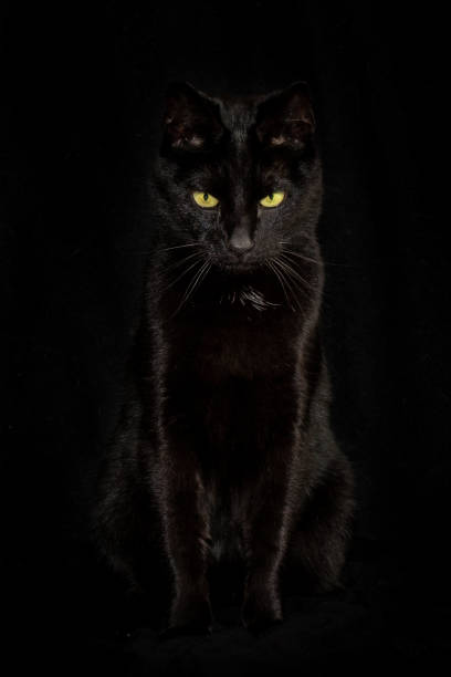 검은 색 배경에 검은 고양이 - lowlight 뉴스 사진 이미지