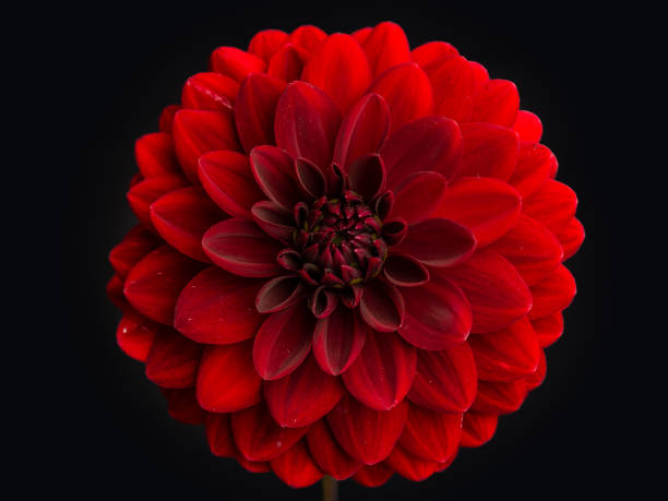 Red Dahlia Flower on black background Centered Red Dahlia Flower with a black background dahlia photos stock pictures, royalty-free photos & images