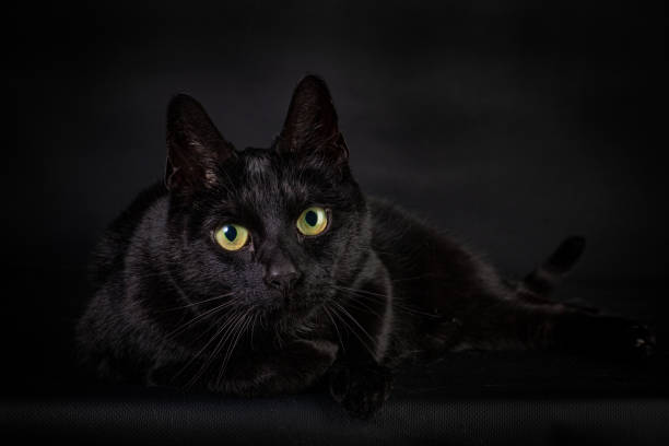 istock Black cat with big yellow eyes on a black background 1250406738