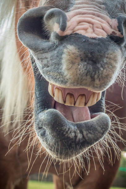 istock Yawning horse, showing his teeth 1250406941