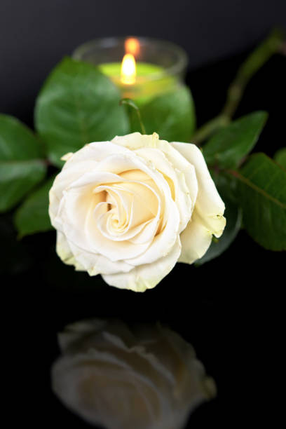 istock White rose reflected in black surface, burning candle in the background. Romantic still life with flower on black background. Vertical frame 1250406990