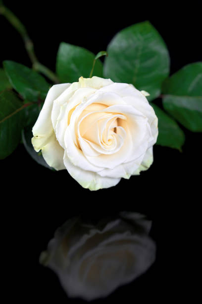 White rose reflected in black surface. Flower on a black background. Vertical frame
