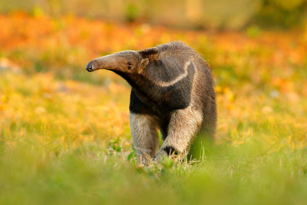 Anteater, cute animal from Brazil. Giant Anteater, Myrmecophaga tridactyla, animal with long tail and log muzzle nose, Pantanal, Brazil. Wildlife scene, wild nature gress meadow. Running in pampas. stock photo