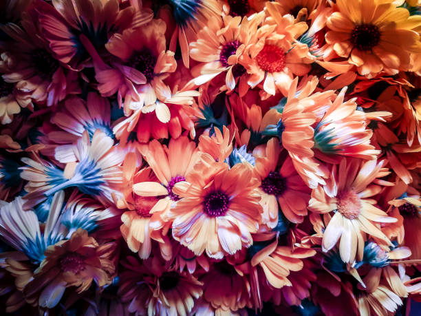 istock Flower background with faded retro film-style processing 1250407606