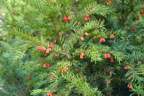istock Seed cones on branches of yew in autmn 1250407992