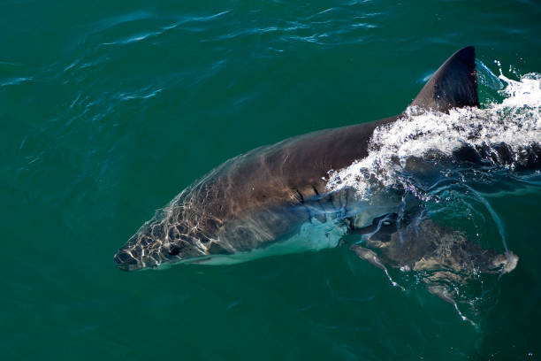 istock Great White Shark, carcharodon carcharias, False Bay in South Africa 1250408717