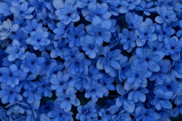 Close-up of A Blue Hydrangea close-up of a blue hydrangea blue flowers stock pictures, royalty-free photos & images