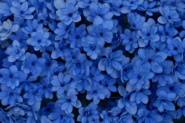 Photo of Close-up of A Blue Hydrangea