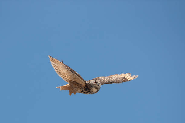 istock Cape Eagle Owl, bubo capensis, Adult in Flight against Blue Sky 1250408748