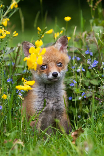 istock Red Fox, vulpes vulpes, Cub sitting in Flowers, Normandy 1250408767