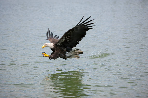 istock Bald Eagle, haliaeetus leucocephalus, Juvenile in Flight, Fishing 1250408777