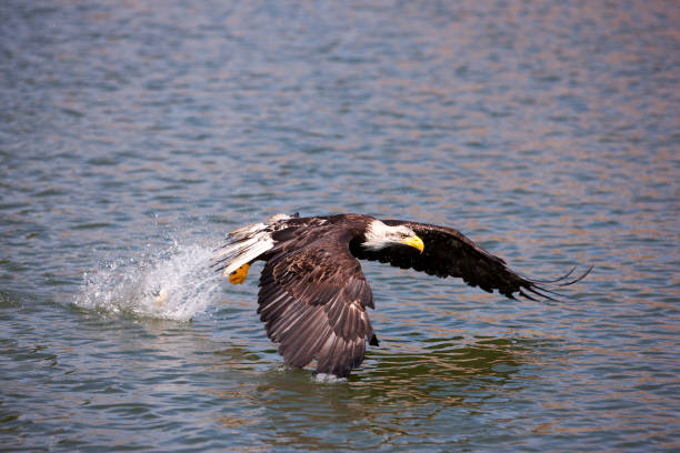 istock Bald Eagle, haliaeetus leucocephalus, Juvenile in Flight, Fishing 1250408783