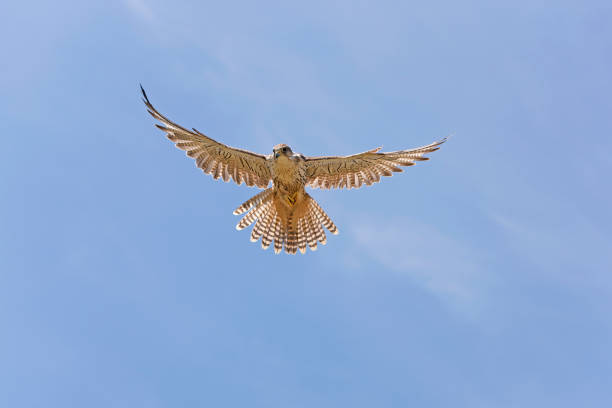 Saker Falcon, falco cherrug, Adult in Flight Saker Falcon, falco cherrug, Adult in Flight saker stock pictures, royalty-free photos & images