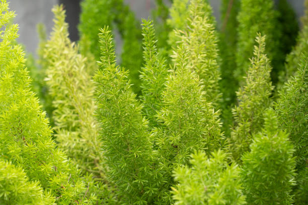 istock closed up Foxtail fern (Asparagus Densiflorus). selective focus 1250408917