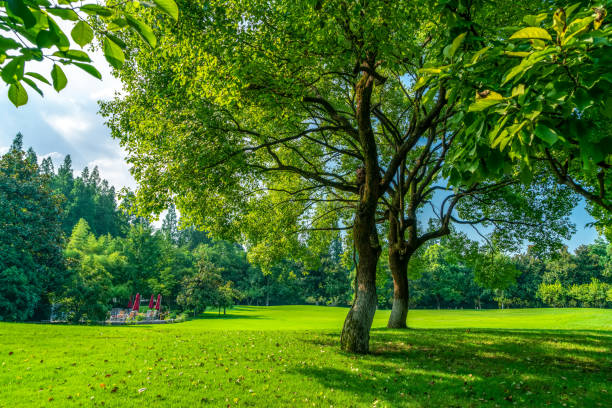Park sunshine green forest