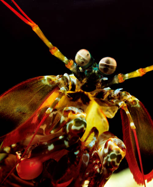 istock Peacock Mantis Shrimp, odontodactylus scyllarus, Portrait 1250409305