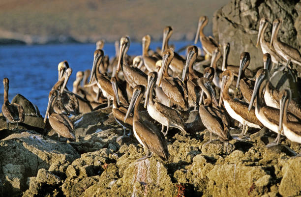 istock Brown Pelican, pelecanus occidentalis, Colony in Perou 1250409360