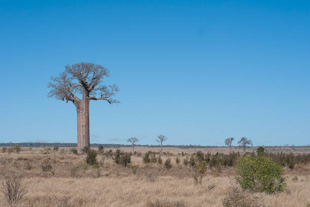 Landscape with boabab trees and a blue sky in Madagascar Landscape with boabab trees and a blue sky in Madagascar boabab tree stock pictures, royalty-free photos & images
