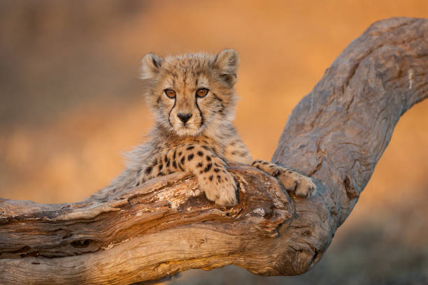 Cute cheetah cub with big eyes at sunset in Kruger Park South Africa Baby cheetah with big eyes portrait sitting on a dead log in Kruger Park South Africa kruger national park photos stock pictures, royalty-free photos & images
