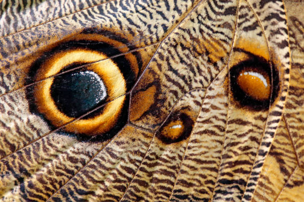 Photo of Close-up detail of butterfly wing. Blue Morpho, Morpho peleides, in habitat, Costa Rica. Eye look insect wing.