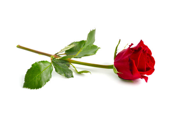 istock One red rose isolated on white background. Full dept of field 1250411904