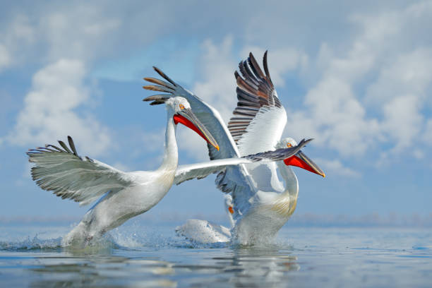 palican avec des ailes ouvertes, animal de chasse. scène de la faune de la nature européenne. ciel bleu et d’oiseau. animal avec la longue facture orange. pélican dalmate, pelecanus crispus, dans le lac kerkini, grèce. - pelican beak open bird photos et images de collection