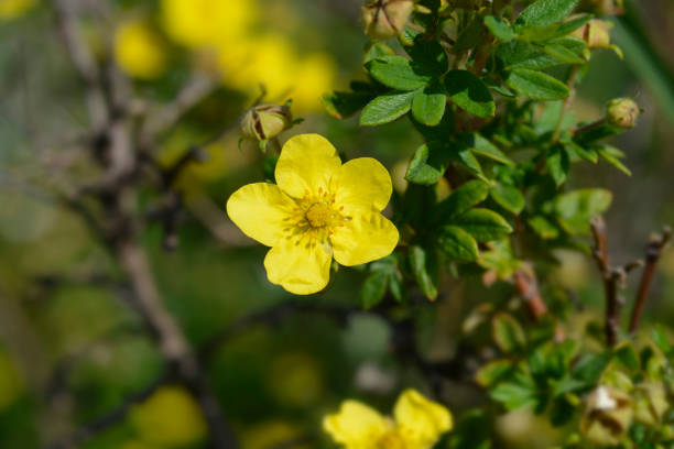 istock Yellow Shrubby Cinquefoil 1250412629