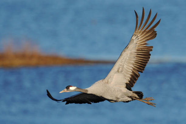 grue commune, grus grus, grand oiseau volant l’habitat de la nature, lac hornborga, suède. scène de la faune d’europe. grue grise avec le long cou. volez au-dessus de l’eau. - animal beak bird wading photos et images de collection