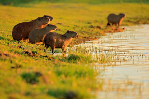 Capybara, family with youngs, biggest mouse in water with evening light during sunset, Pantanal, Brazil. Wildlife scene from nature. Wildlife Brazil. Mammal, open muzzle with white tooth. Wild. stock photo