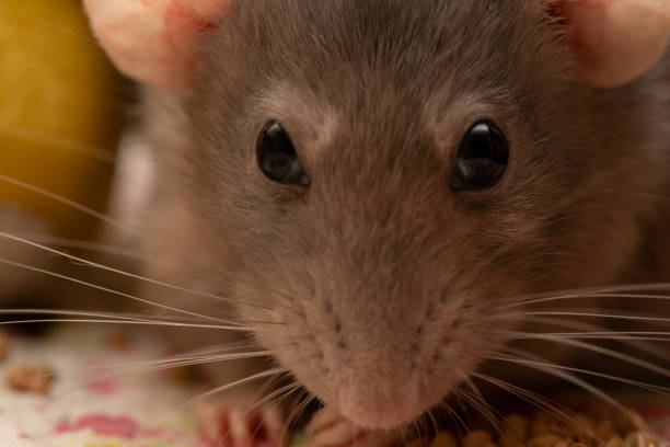 istock Cute adorable brown pet rat 1250414274