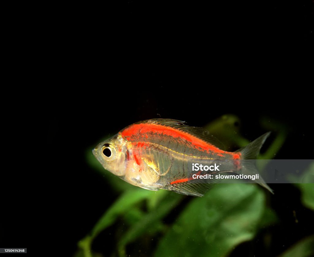 Glassfish, chanda ranga color, Adult Animal Stock Photo