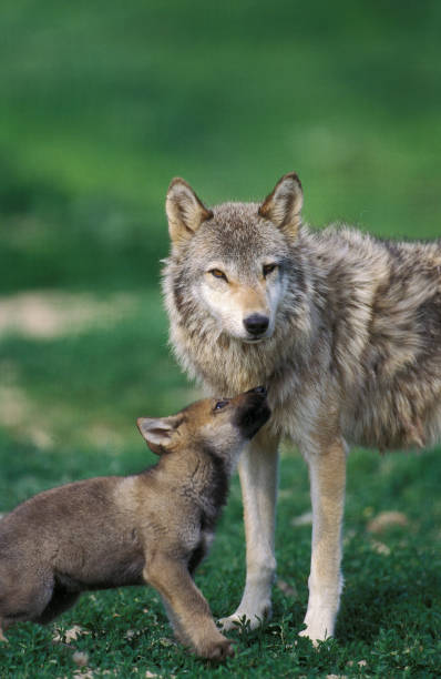 istock European Wolf, canis lupus, Mother with Pup 1250414351